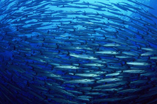 UN summit commits to improve ocean health