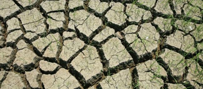 Growing demand for cropland threatens environment: UN 