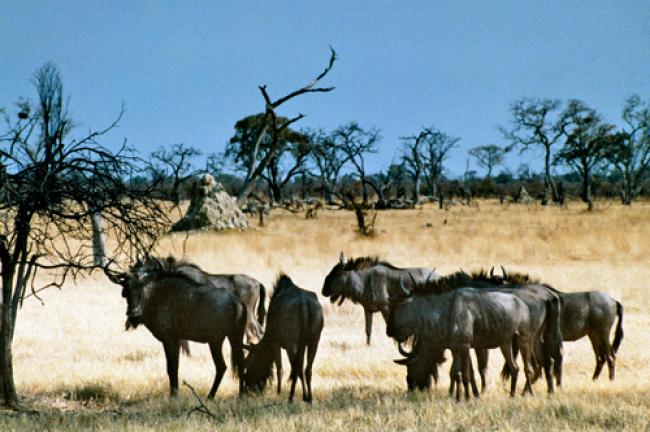 UN adopts new global platform to tackle wildlife UN adopts new global platform to tackle wildlife
