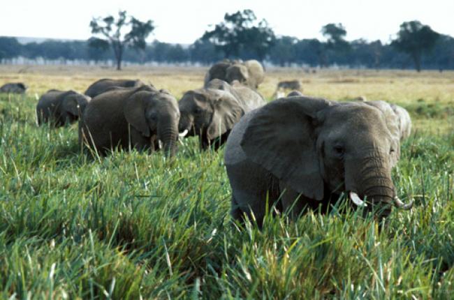 Illegal trade in wildlife, timber products funding armed groups: UN report
