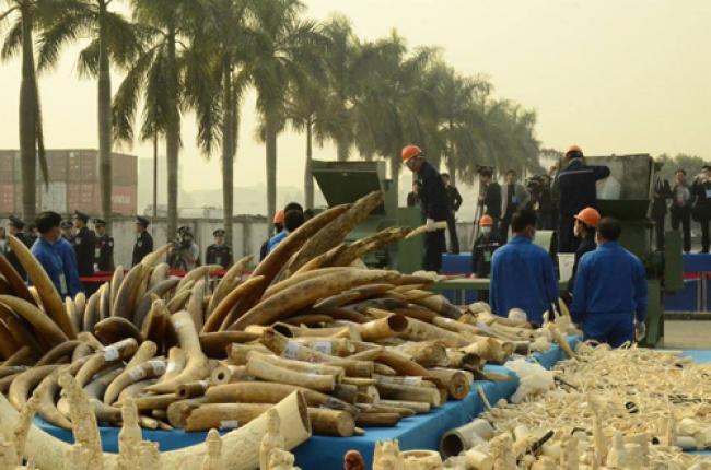 UN agency praises China’s destruction of ivory stockpile