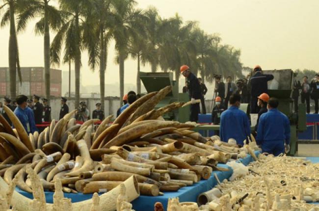 UN agency praises China’s destruction of ivory stockpile UN agency praises China’s destruction of ivory stockpile
