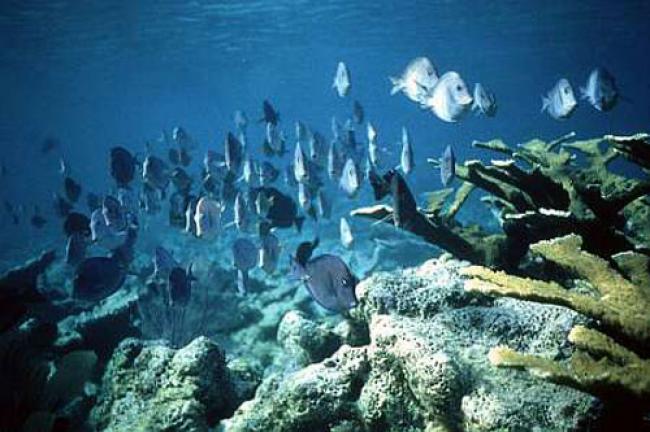 UN seeks global instrument to protect marine biodiversity UN seeks global instrument to protect marine biodiversity