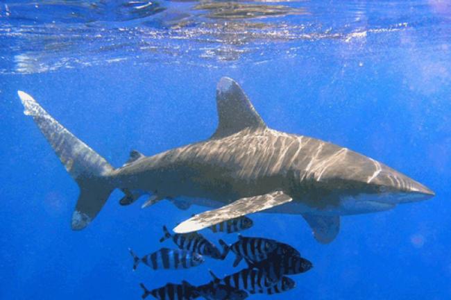 UN issues guide to make fisheries more sustainable UN issues guide to make fisheries more sustainable