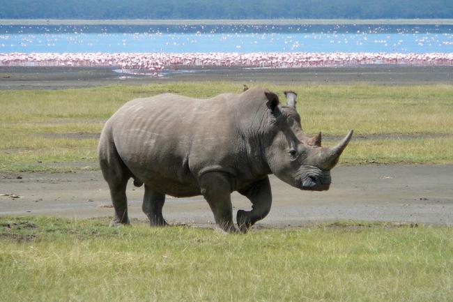 It’s time to get serious about wildlife crime: UN It’s time to get serious about wildlife crime: UN