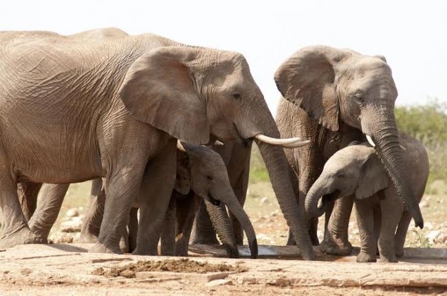 UN urges action to tackle illegal wildlife trade