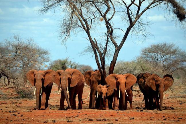 UN-backed report finds high levels of elephant poaching across Africa