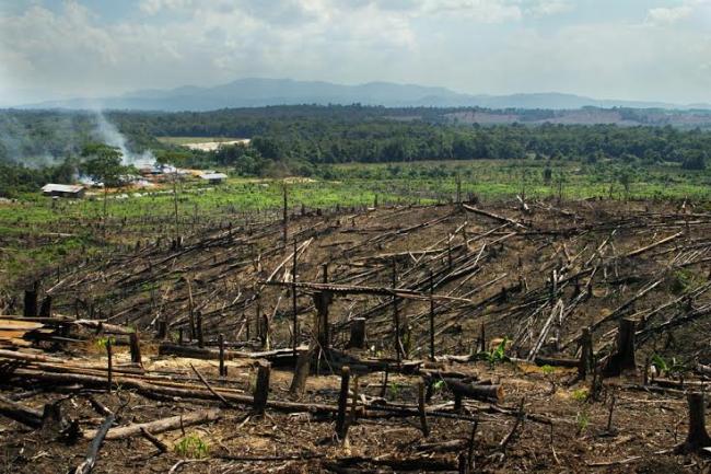 Orangutans face extinction on Borneo where deforestation is unsustainable: UN