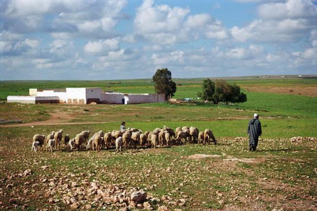 Morocco's agriculture-focused 'Green Plan' must benefit all: UN rights expert