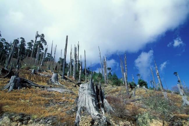 COP21: UN spotlights need to protect forests and agriculture to improve livelihoods