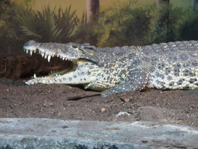 Crocodile spotted on Goa