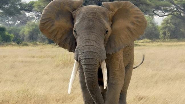 Muthoot Group, WWF-India join hands for 'Friends for Life' Muthoot Group, WWF-India join hands for 'Friends for Life'