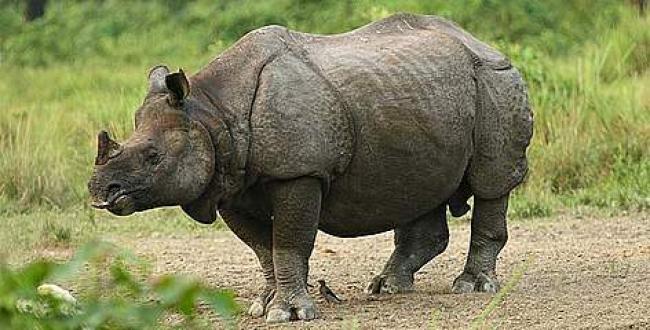 Assam: Poacher killed in Pobitora Wildlife Sanctuary