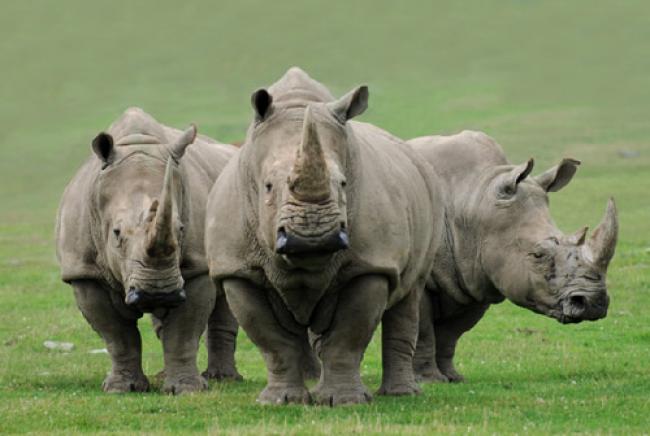 Rhino poached in Kaziranga