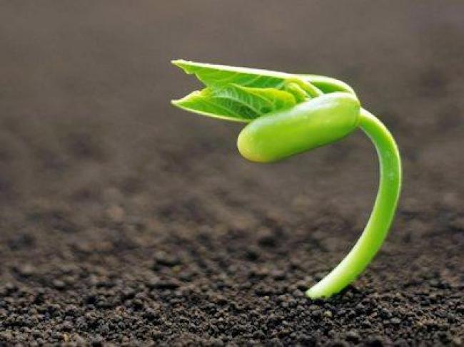 Ola introduces 'Plant a Sapling' campaign