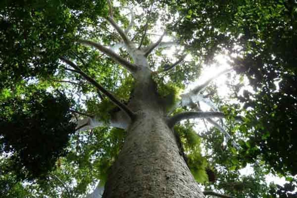 As cities boom, forests key to meeting demands for water, food and energy – UN