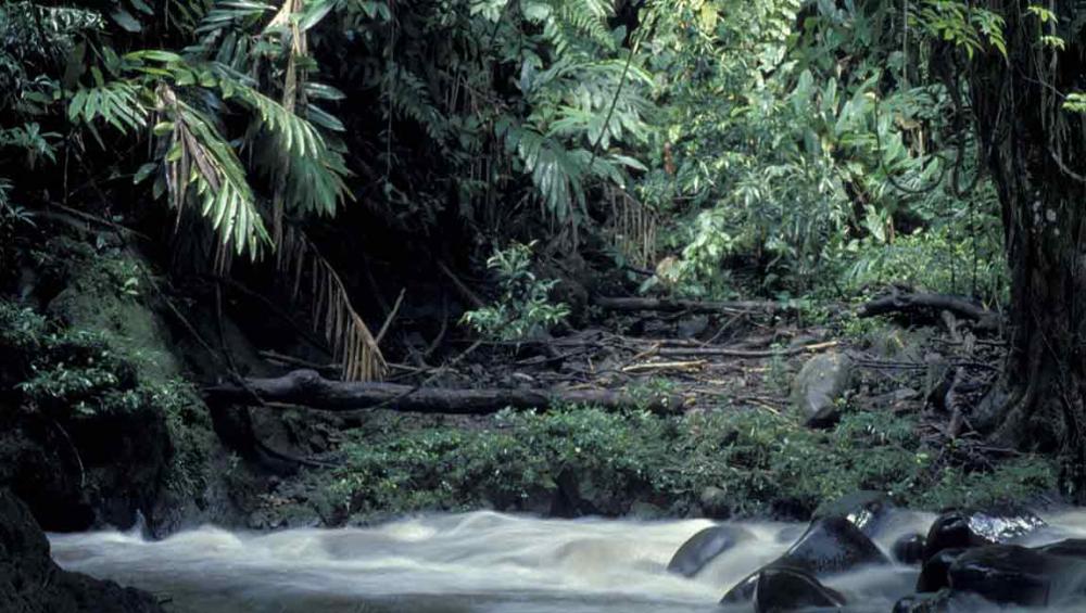 Major reports on biodiversity, ecosystem services to be launched at UN-backed meeting in Medellin