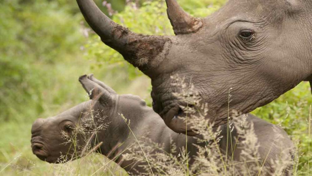 Central Africa’s iconic mammals threatened by poachers, armed groups – UN environment wing Central Africa’s iconic mammals threatened by poachers, armed groups – UN environment wing