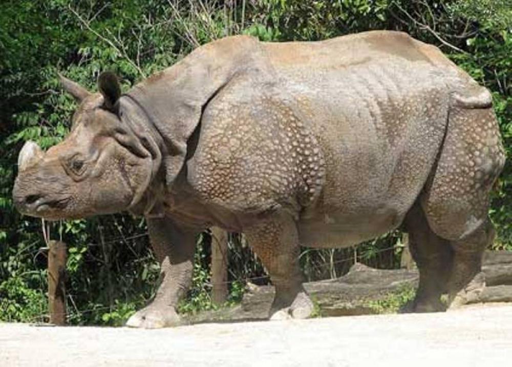 Creating fake rhino horn with horse hair to help in saving the endangered rhino: Study