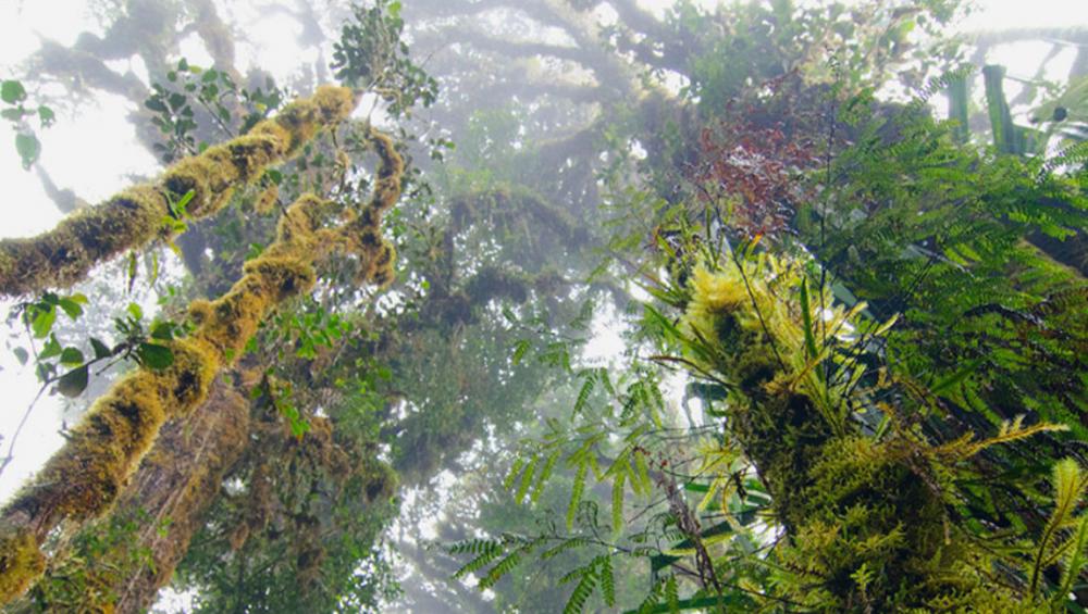 New UN forestry project bids to help countries meet climate change commitments New UN forestry project bids to help countries meet climate change commitments