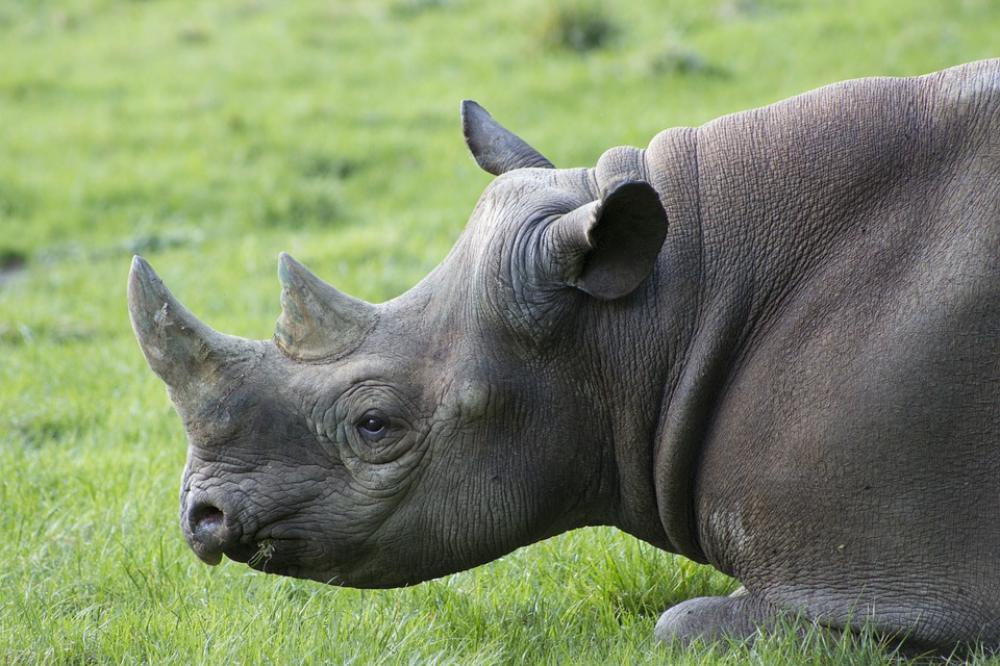 Javan Rhino increases to 72 in latest count Javan Rhino increases to 72 in latest count