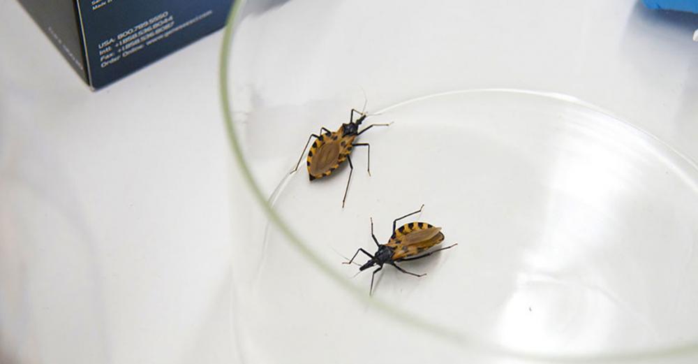 World Chagas Disease Day highlights ‘silent and silenced’ tropical illness