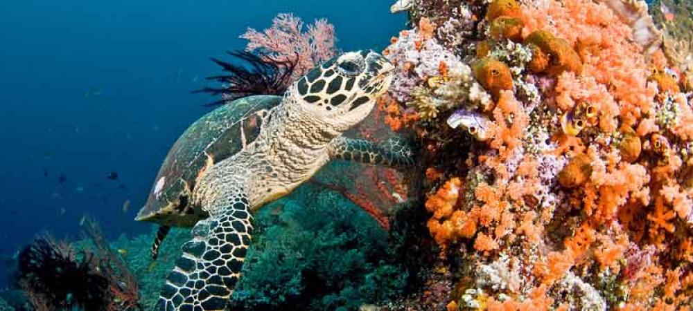 World could lose coral reefs by end of century, UN environment report warns