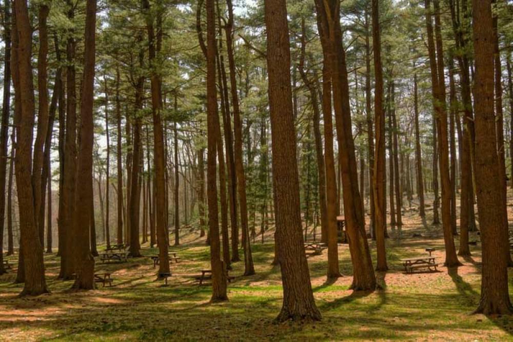 Fast growing trees have shorter lifespans: Study