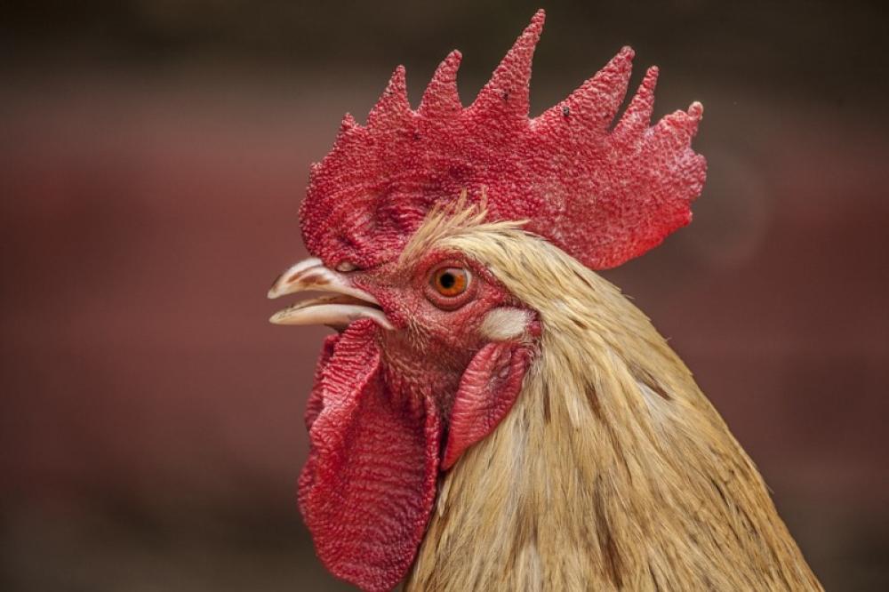 Nearly 21,000 chickens die of suffocation in fire in central France: Reports