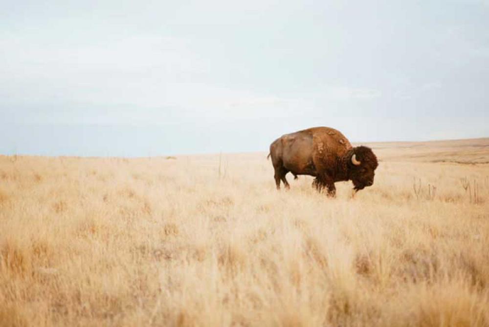 Namibia probes death of 16 buffaloes in national park