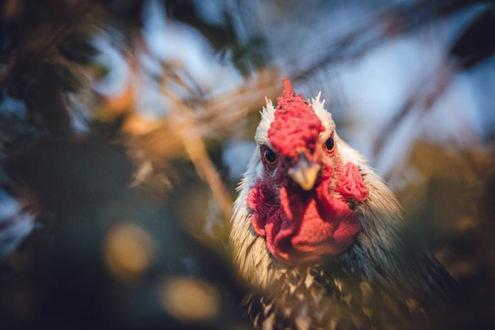 Over 845,000 chickens to be exterminated in Japan over new outbreaks of bird flu