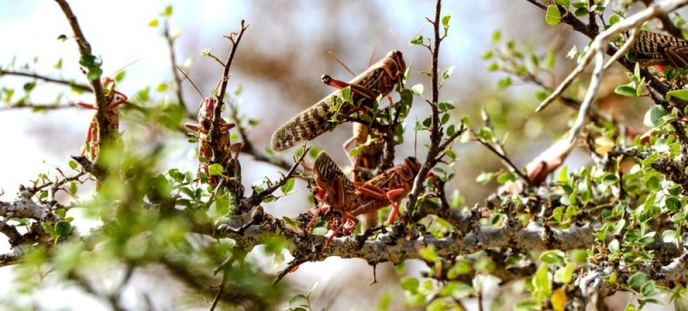 Fears of Desert Locust resurgence in Horn of Africa