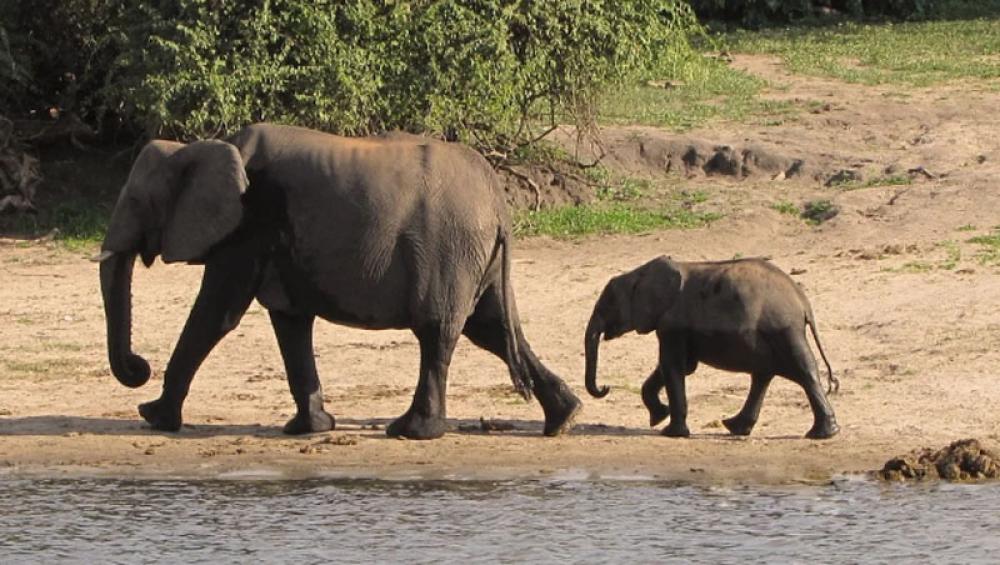 Assam: Forest officials rescue injured elephant calf