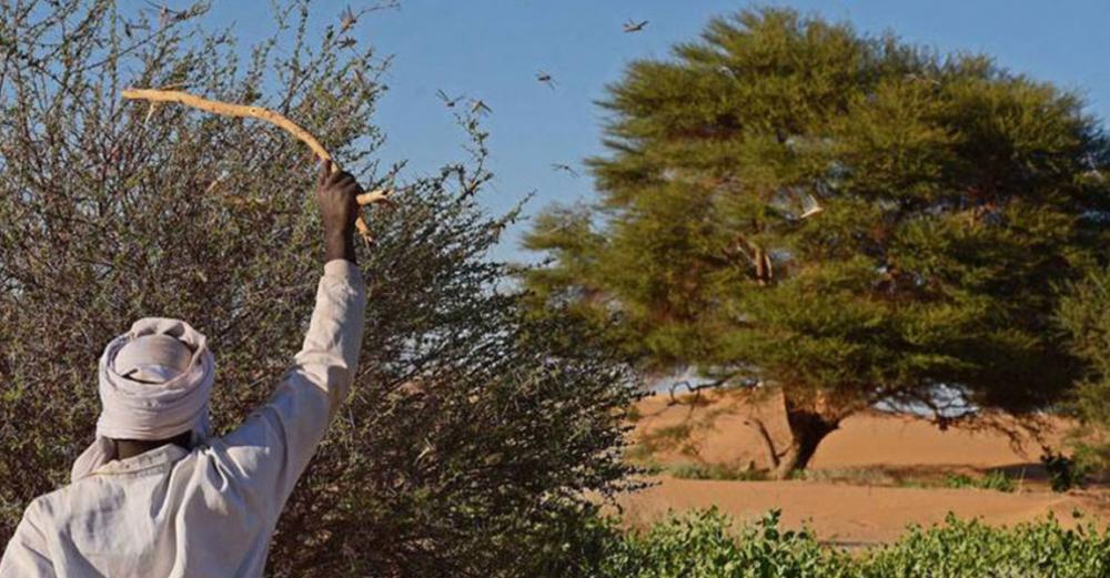 Fight against desert locust swarms goes on in East Africa despite coronavirus crisis measures