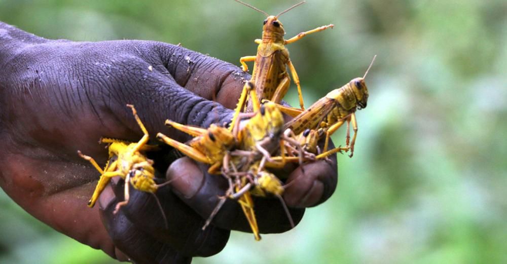 Battle ‘not yet over’ against locust invasions in East Africa and Yemen
