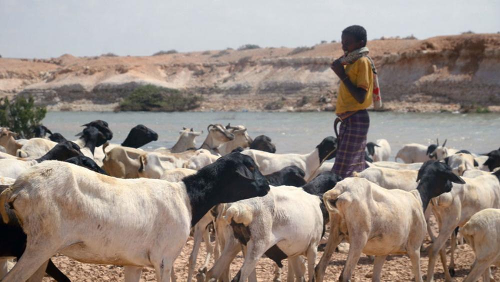 Climate emergency ‘a danger to peace’, UN Security Council hears 