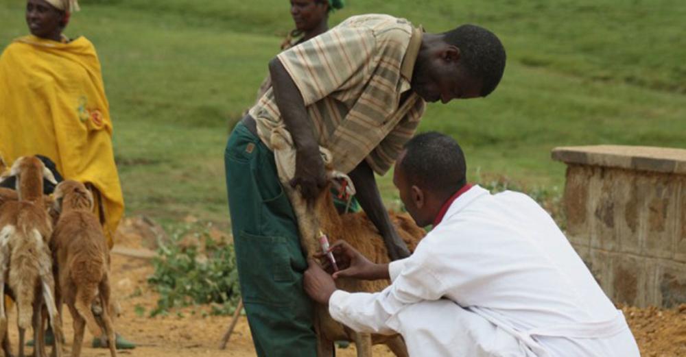 UN report highlights links between ‘unprecedented biodiversity loss’ and spread of disease