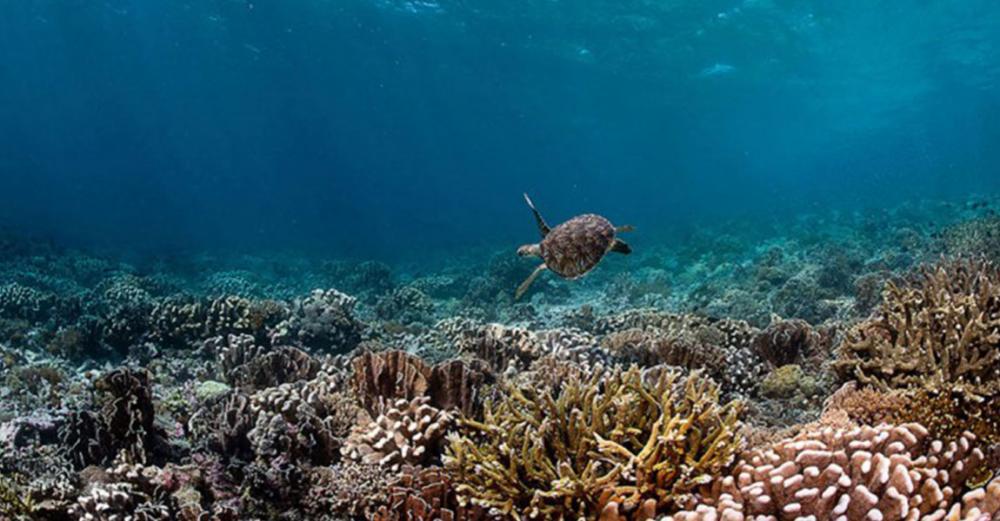 Ahead of biodiversity summit, UN officials call for action to preserve the natural world Ahead of biodiversity summit, UN officials call for action to preserve the natural world