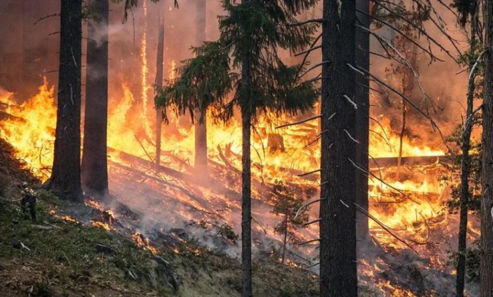 National science body to aid Australian recovery from bushfire crisis