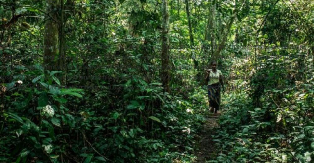 Turn around deforestation in 2020, the ‘Nature Super Year’, says Guterres