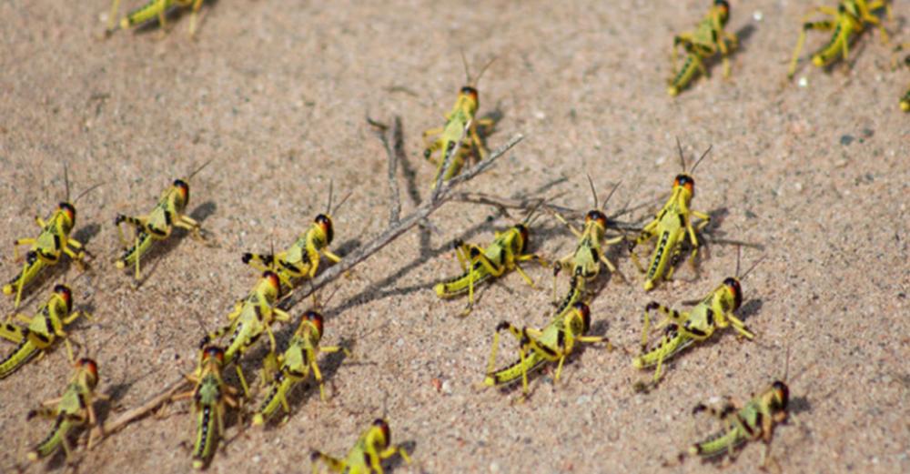 Act now to prevent Desert Locust catastrophe in Horn of Africa: UN agencies