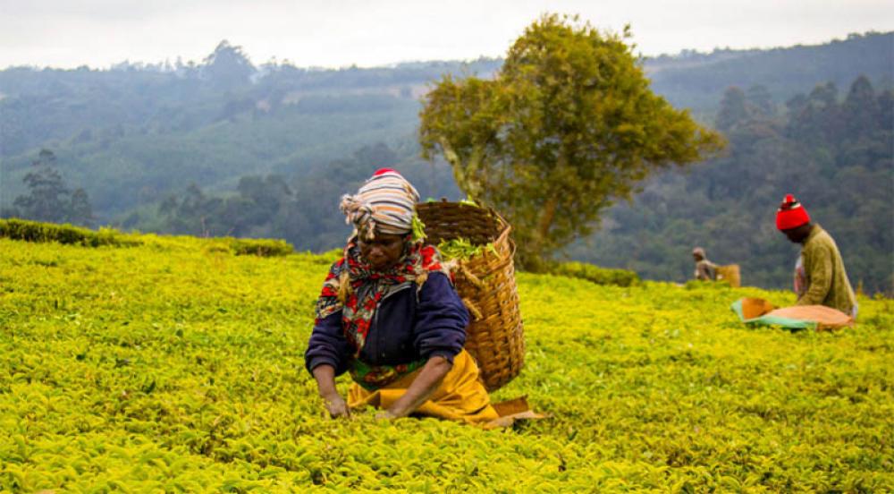 Step up action and adapt to 'new climate reality', UN environment report urges