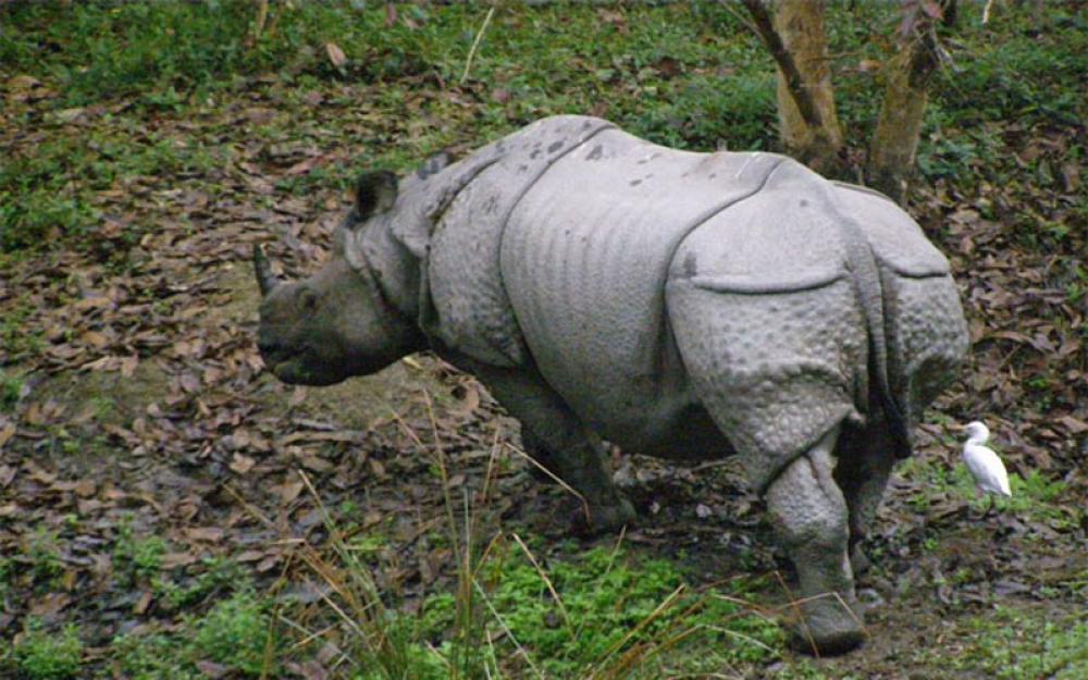 In India's Orang National Park, one-horned rhinos flourishing after global and local efforts 