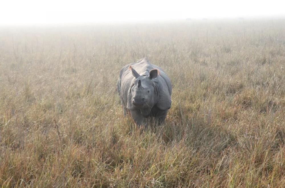 One-horned rhino census stopped temporarily in Nepal as tiger kills mahout