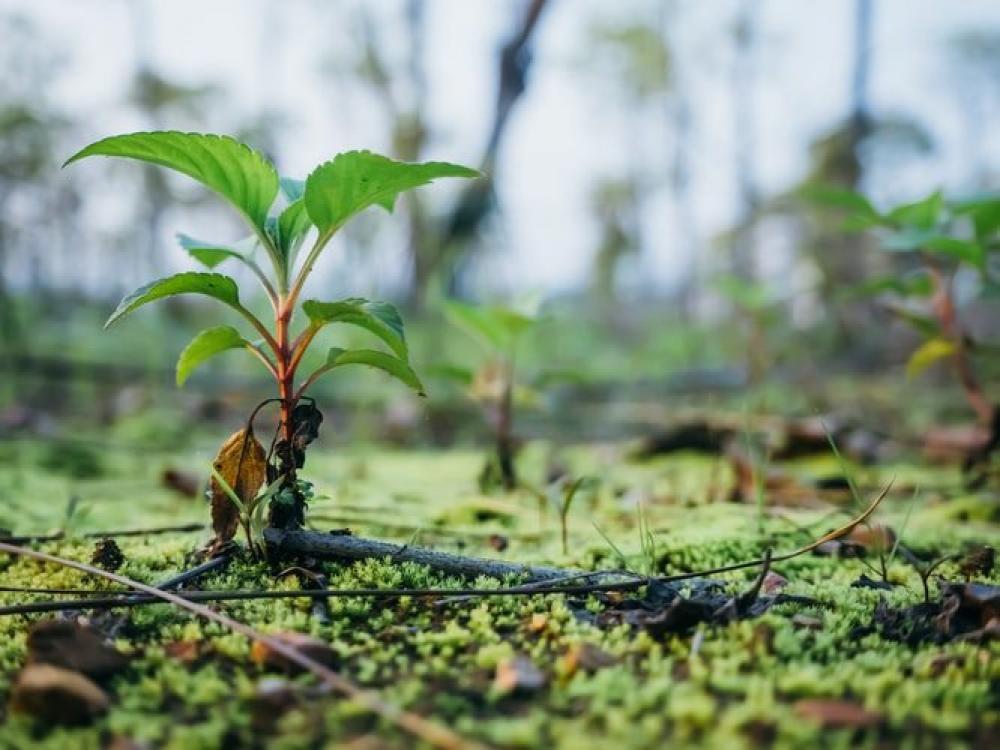 Bhutan launches a million trees project