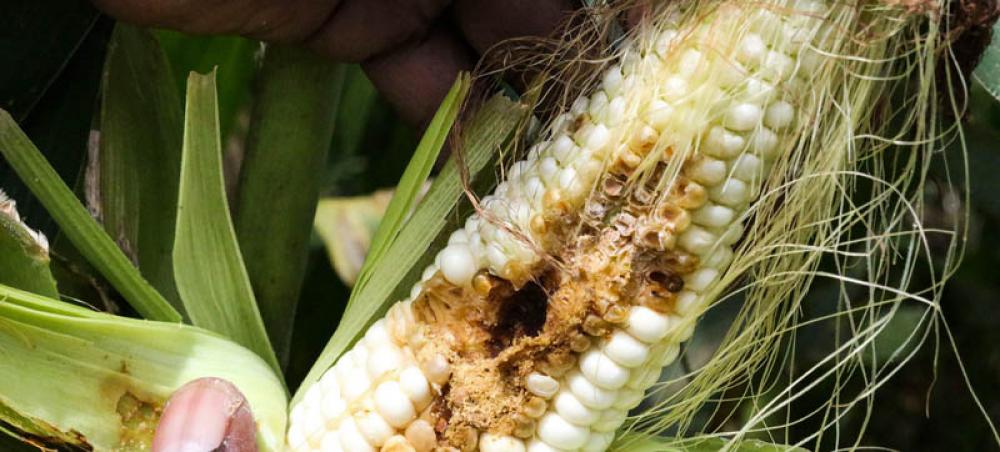 Invasive pest spread another fallout from climate change, UN-backed study finds Invasive pest spread another fallout from climate change, UN-backed study finds