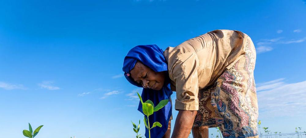 Support mangrove conservation, UNESCO chief says