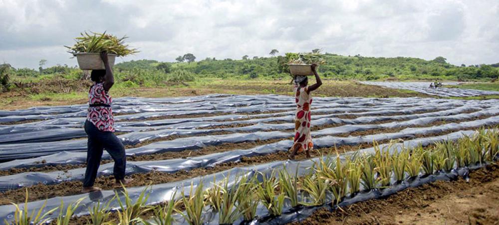 Plastics in soil threaten food security, health, and environment: FAO