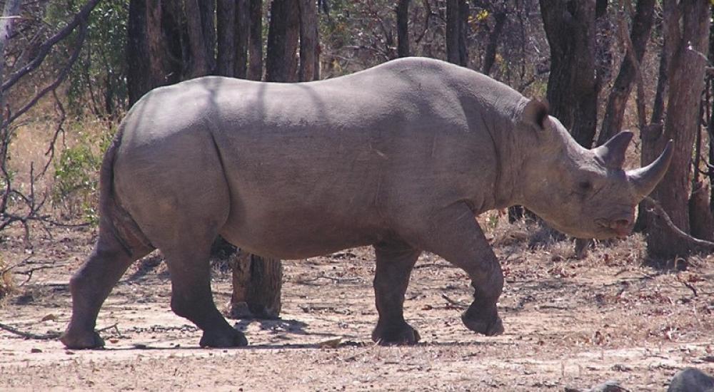 Saving Rhinos: A Second Chance For Dozer