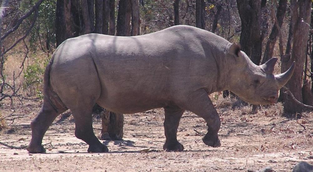 Saving Rhinos: A Second Chance For Dozer Saving Rhinos: A Second Chance For Dozer